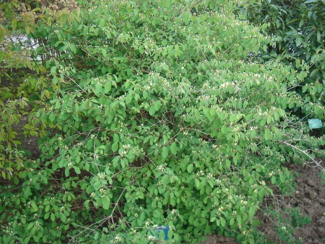 Lonicera xylosteum P2A (2)